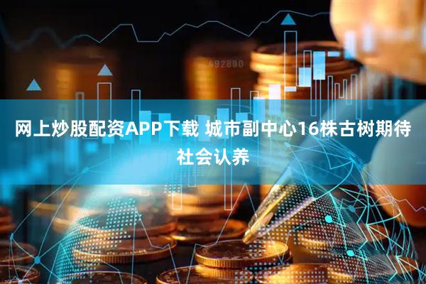 网上炒股配资APP下载 城市副中心16株古树期待社会认养
